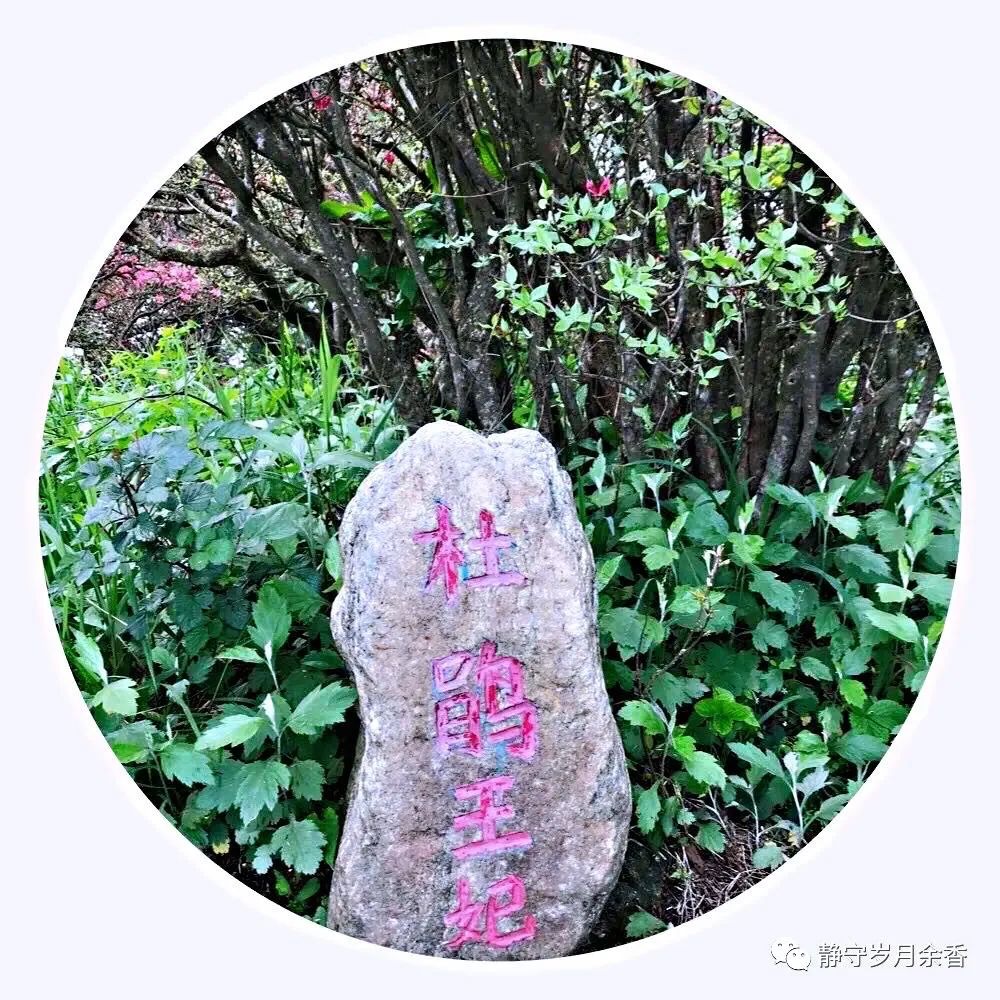 情满龟峰·诗涌花海