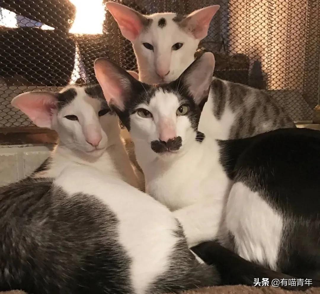 喷墨机为何突然对猫下此毒手？