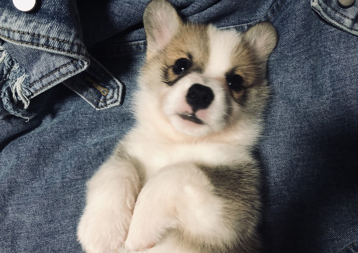 狗生仔要注意些什么,老狗生小狗要什么条件