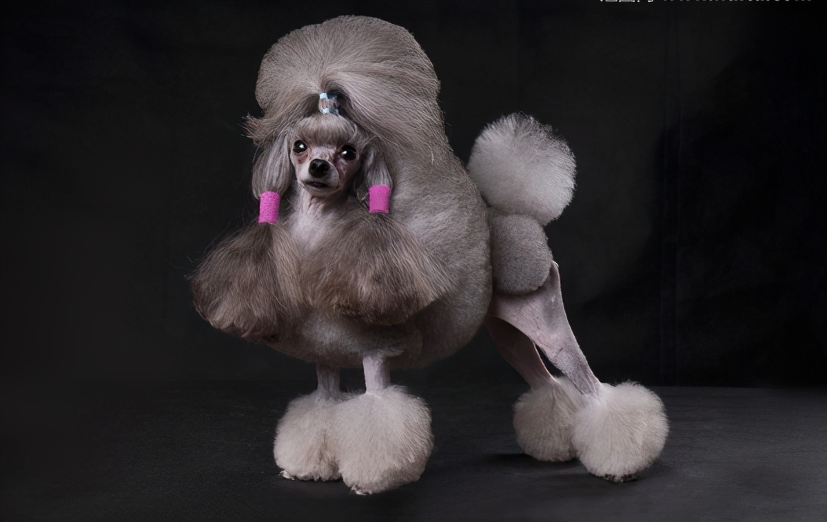 贵宾犬一般性格,贵宾犬的6大优点养一只不吃亏