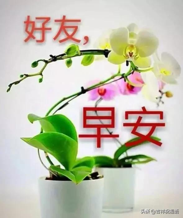 你若盛开蝴蝶自来正能量的句子,你若盛开蝴蝶自来老天自有安排