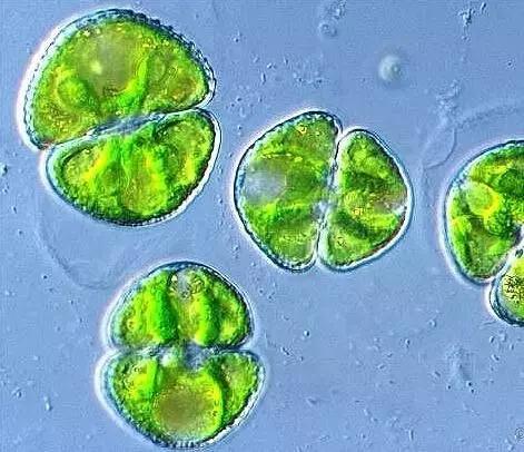 水产养殖藻类老化是怎样的,水产养殖显微镜下各种藻类