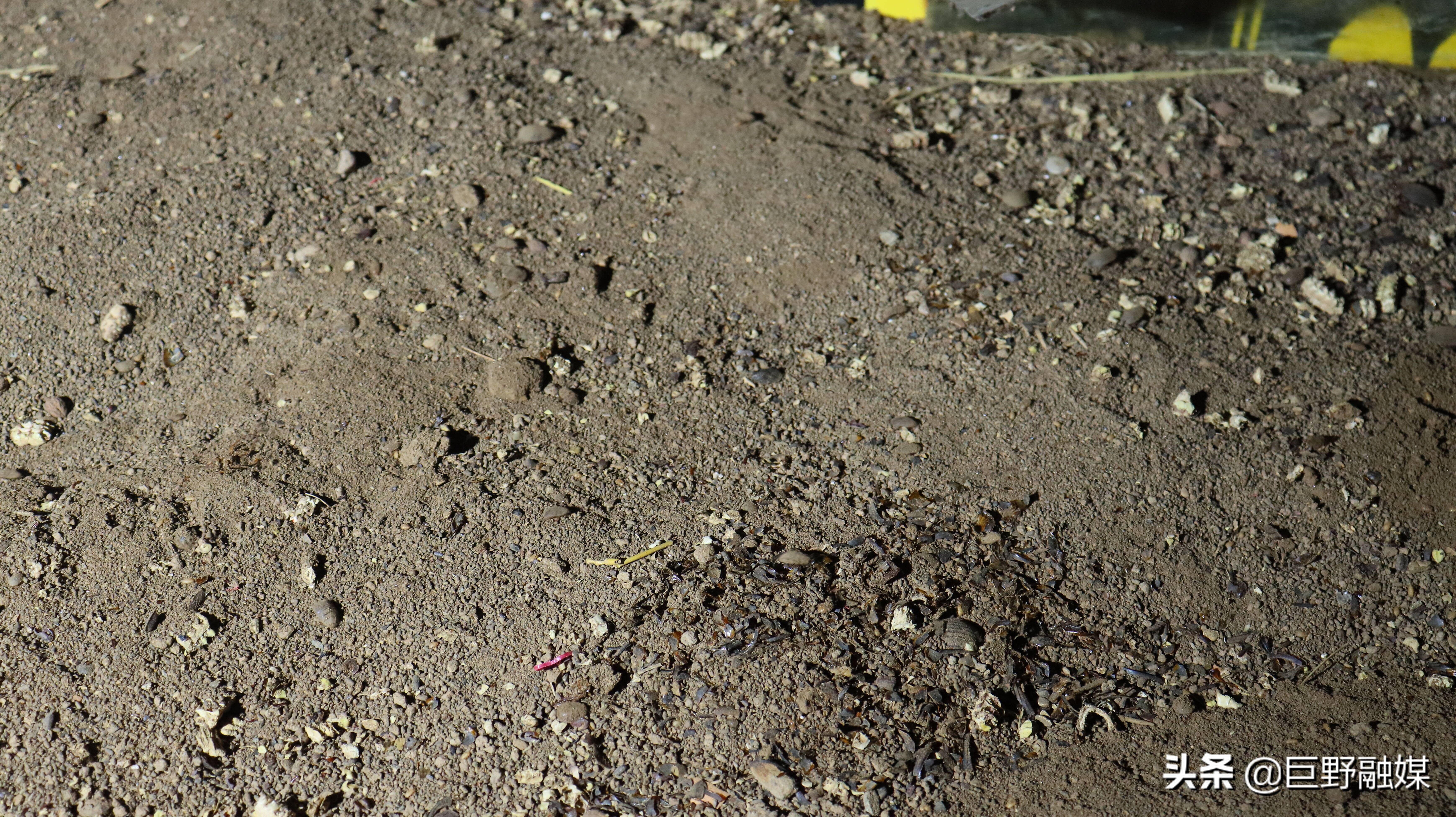 养土鳖子一年收入多少,你知道养什么能致富吗