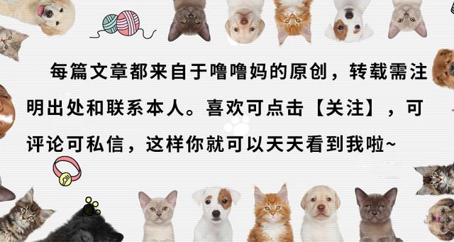 狗狗胎记和孩子一样,狗狗有胎记孩子也有胎记