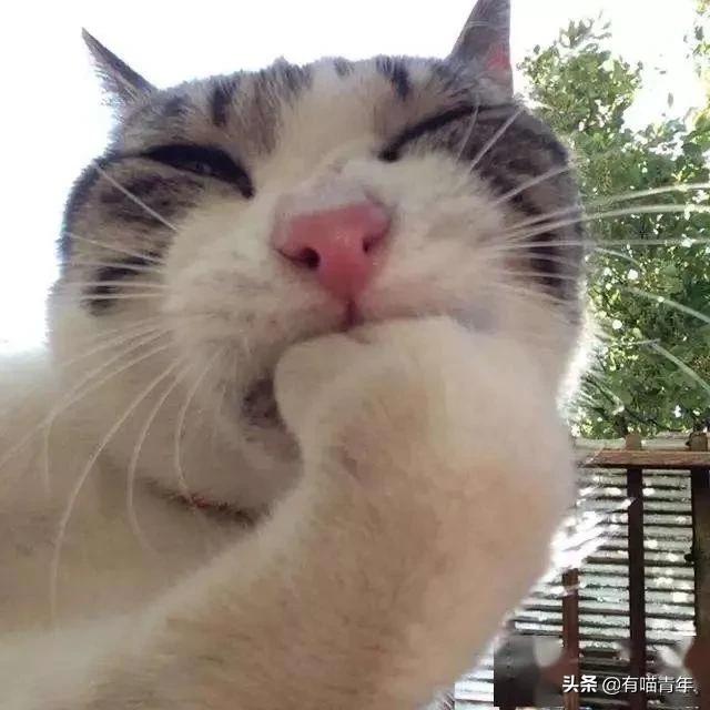 喷墨机为何突然对猫下此毒手？