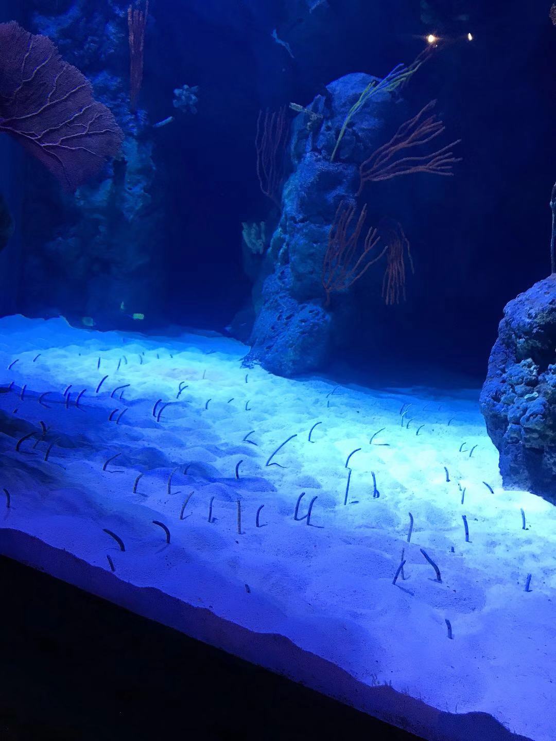 珠海长隆海洋王国亲子攻略2岁,亲子珠海长隆海洋王国一日游攻略