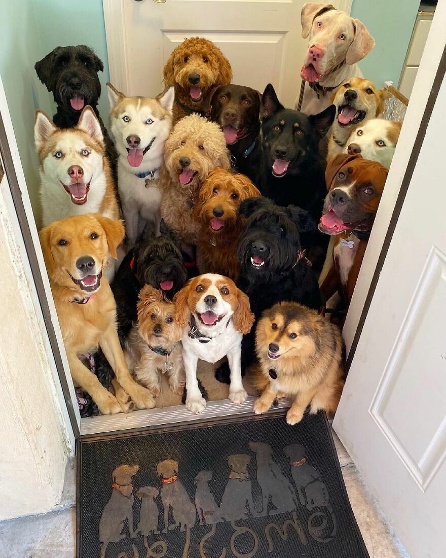 一群狗狗的原图,一群狗狗大合照