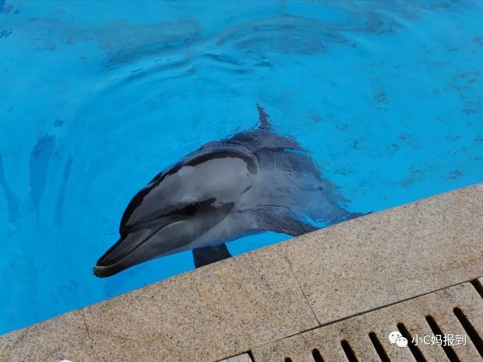珠海长隆旅游攻略吃住一体,带孩子去珠海长隆攻略