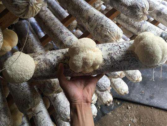 在家养能够吃的蘑菇,喜欢吃蘑菇和西兰花