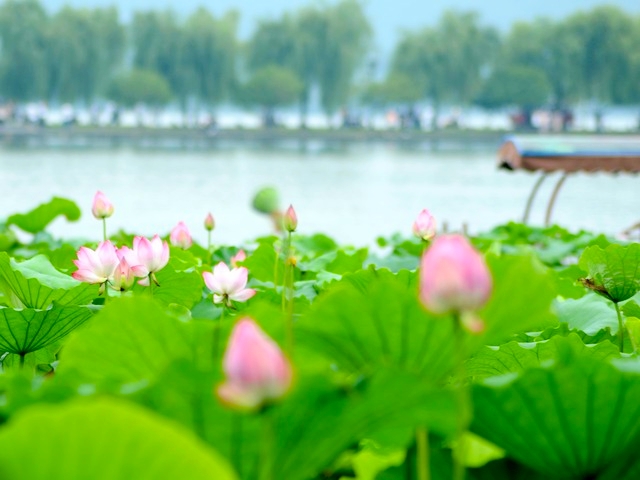 杭州必打卡景点人气榜,杭州旅游必须去的十大景点推荐