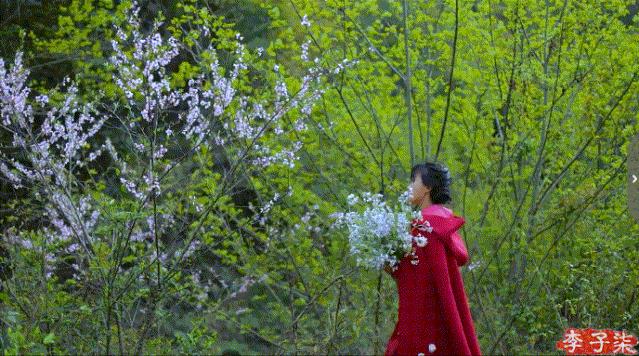 李子柒的鲜花视频,李子柒鲜花宴视频