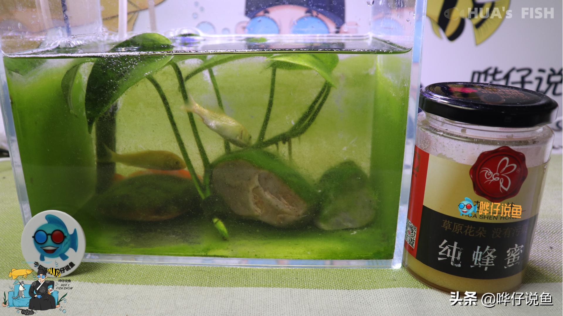 给热带鱼增色的饲料是真的么,给观赏鱼喂什么比较好