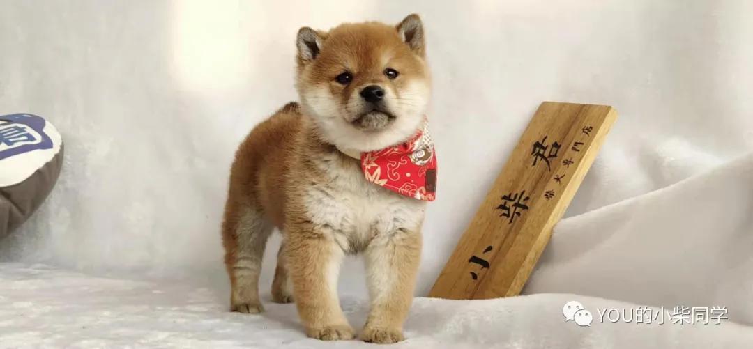 想买柴犬怎么才比较靠谱,购买柴犬有哪些坑如何避免