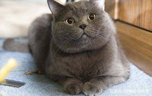 怎样买到纯血统美短,买纯种英短