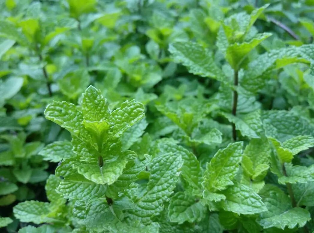怎样才能养好薄荷叶盆栽,如何养护薄荷绿植