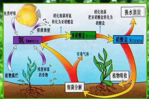 鱼缸硝化细菌真能起功能吗,鱼缸到底该不该加硝化细菌