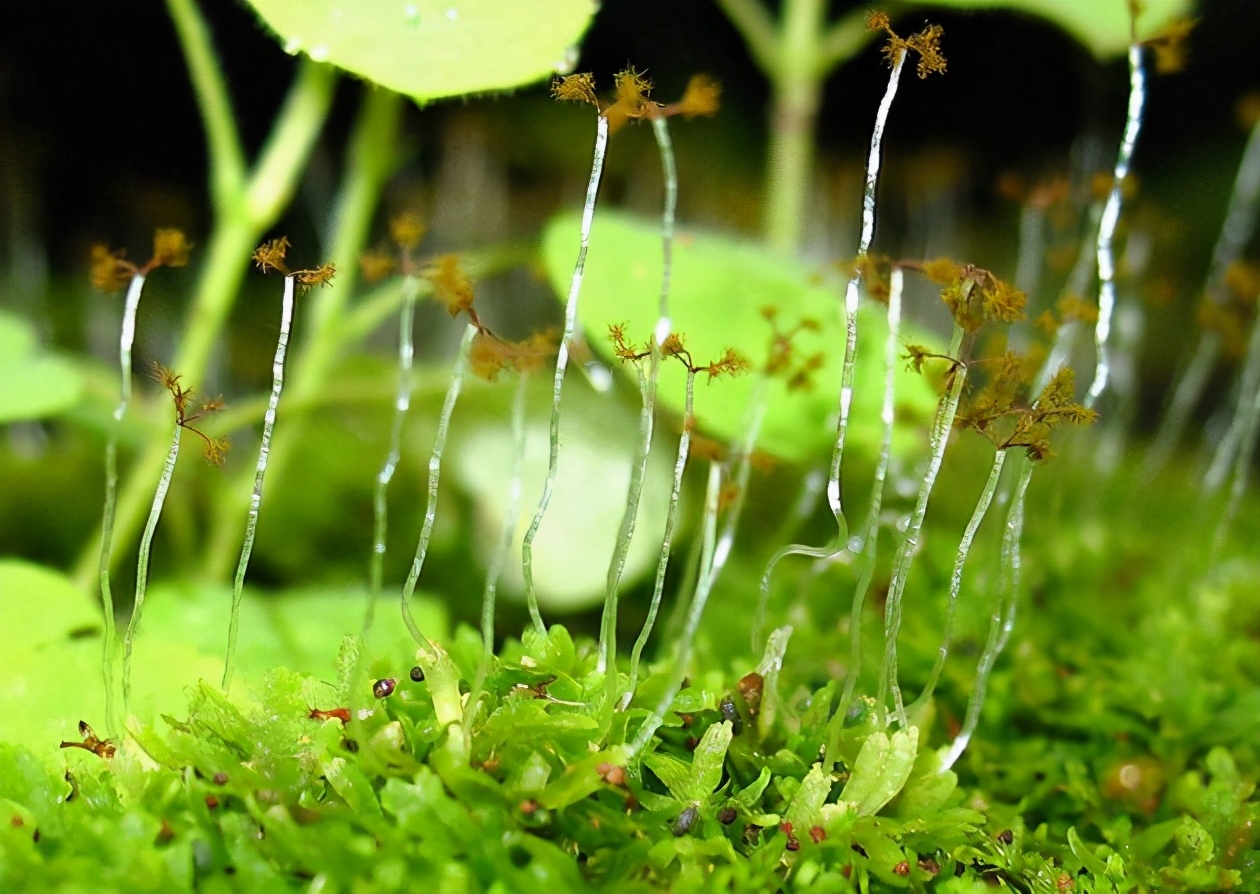 苔藓是一种非常古老的植物,苔藓是最原始的植物