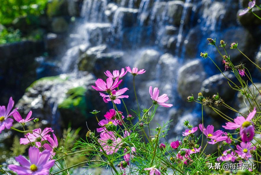 漫山花溪谷好玩吗值得去吗,夏天总要去一趟漫山花溪谷