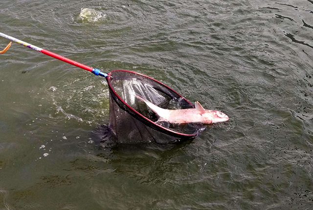 连续暴雨天鱼塘的管理,下暴雨后鱼塘有泡沫怎样处理
