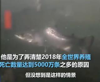 外媒曝光了挪威三文鱼养殖真相吗,最毒的深海三文鱼