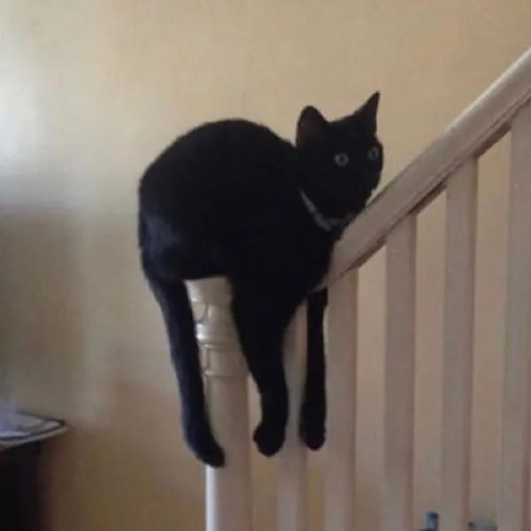 猫是一种液体吗看完长知识了,猫是液体猫咪吗