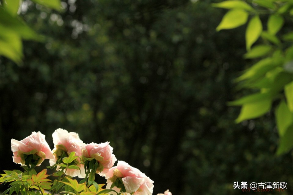 最美牡丹诗词20首,研究牡丹花