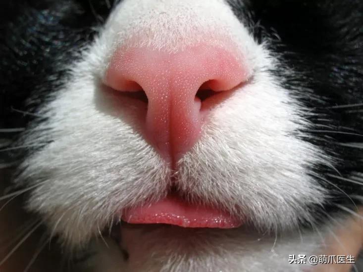 猫咪皮肤有黑斑点还很容易掉毛,猫咪身上有黑色斑点是怎么回事