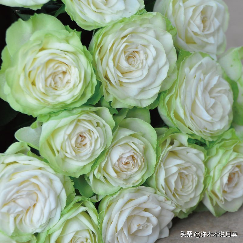 切花大全100种,鲜花大全50种花的花语