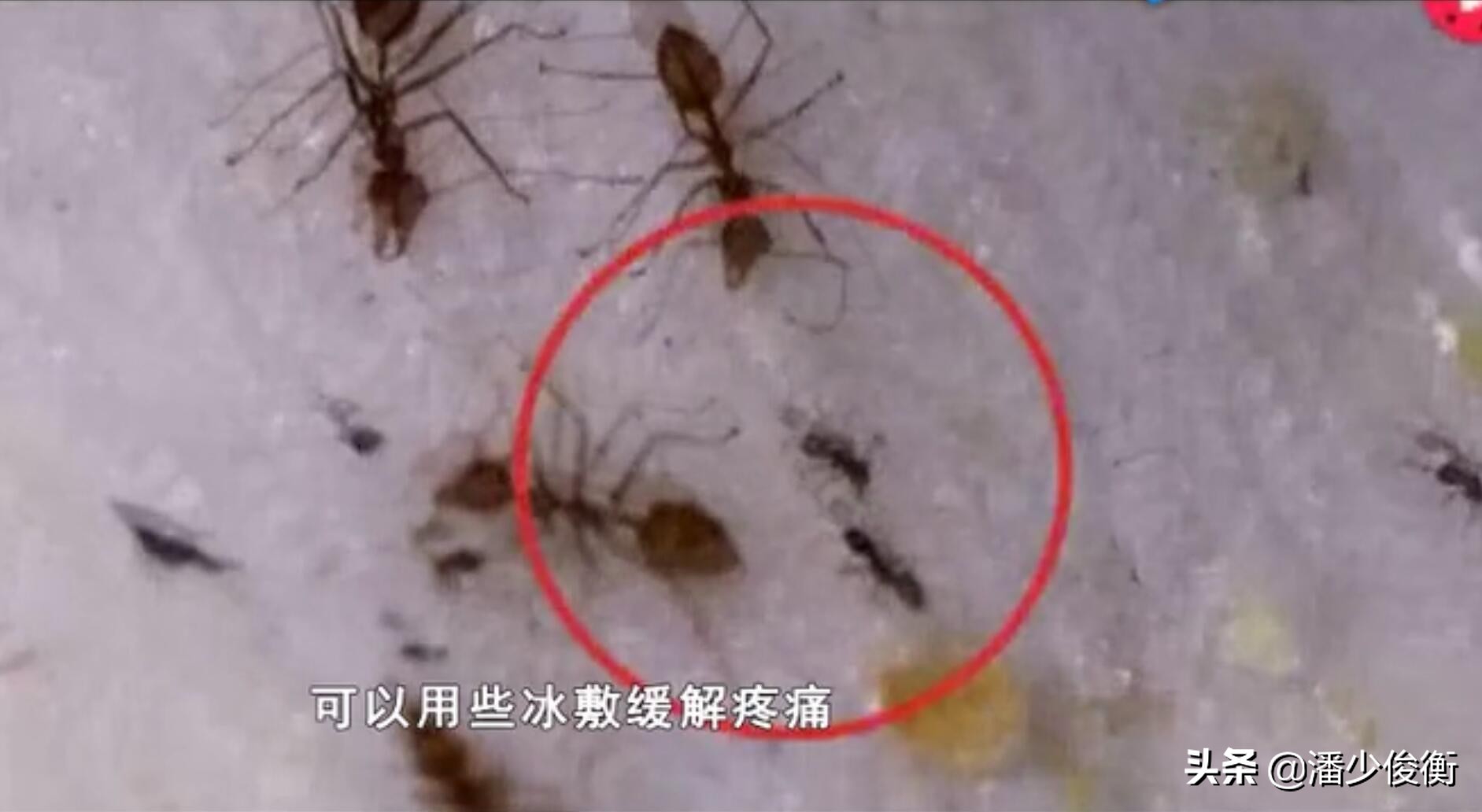 红火蚁被咬后会有什么情况,危险物种入侵红蚁