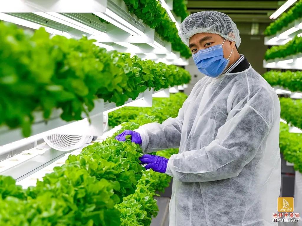 阿联酋椰枣好吃吗,阿联酋有什么特产