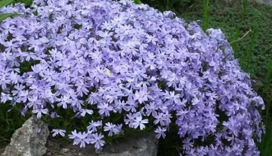 家庭盆栽废茶渣沤肥,牛奶和淘米水沤肥