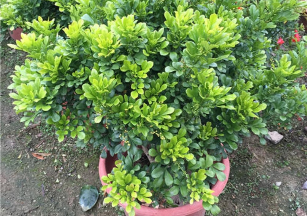 米兰只打骨朵不开花是什么原因,米兰开花苞不开花