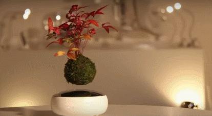 真的不是来搞笑的，樱花妹对小V脸的执着我是真的服！