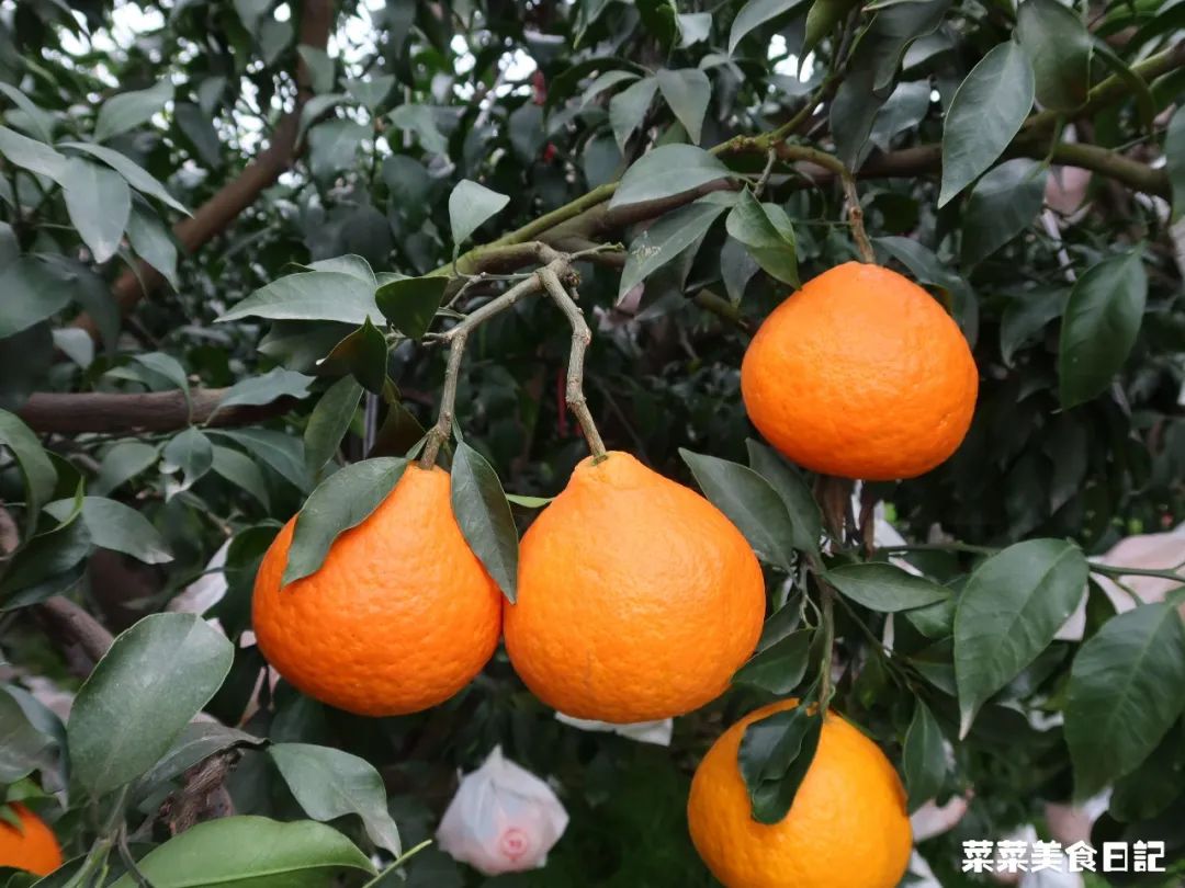 树上的草莓果冻,泰国水果树上结的果冻