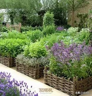 怎样在纸上种菜,纸上种菜的技术很简单