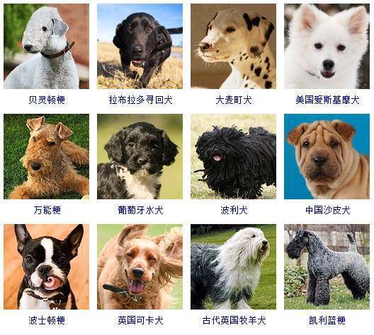 热门狗狗品种大全及图片,和拉布拉多相似的狗狗有哪些品种
