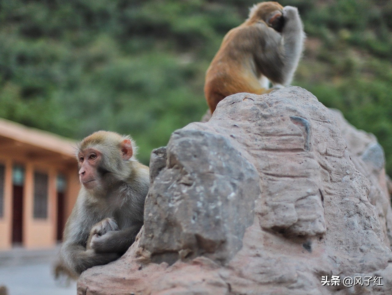 中国哪里的野生猕猴多,河南野生猕猴