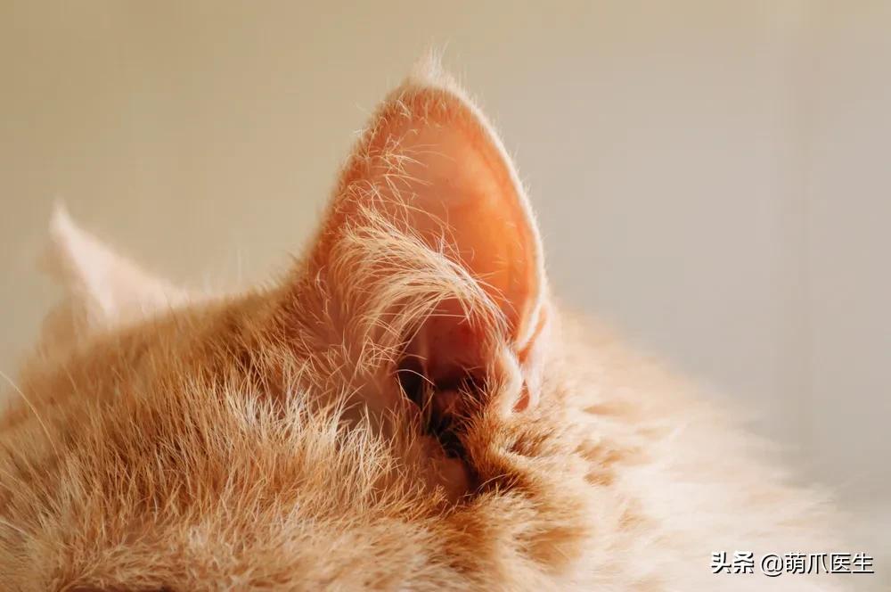 猫味道大是为什么,猫的味道和气味有什么区别