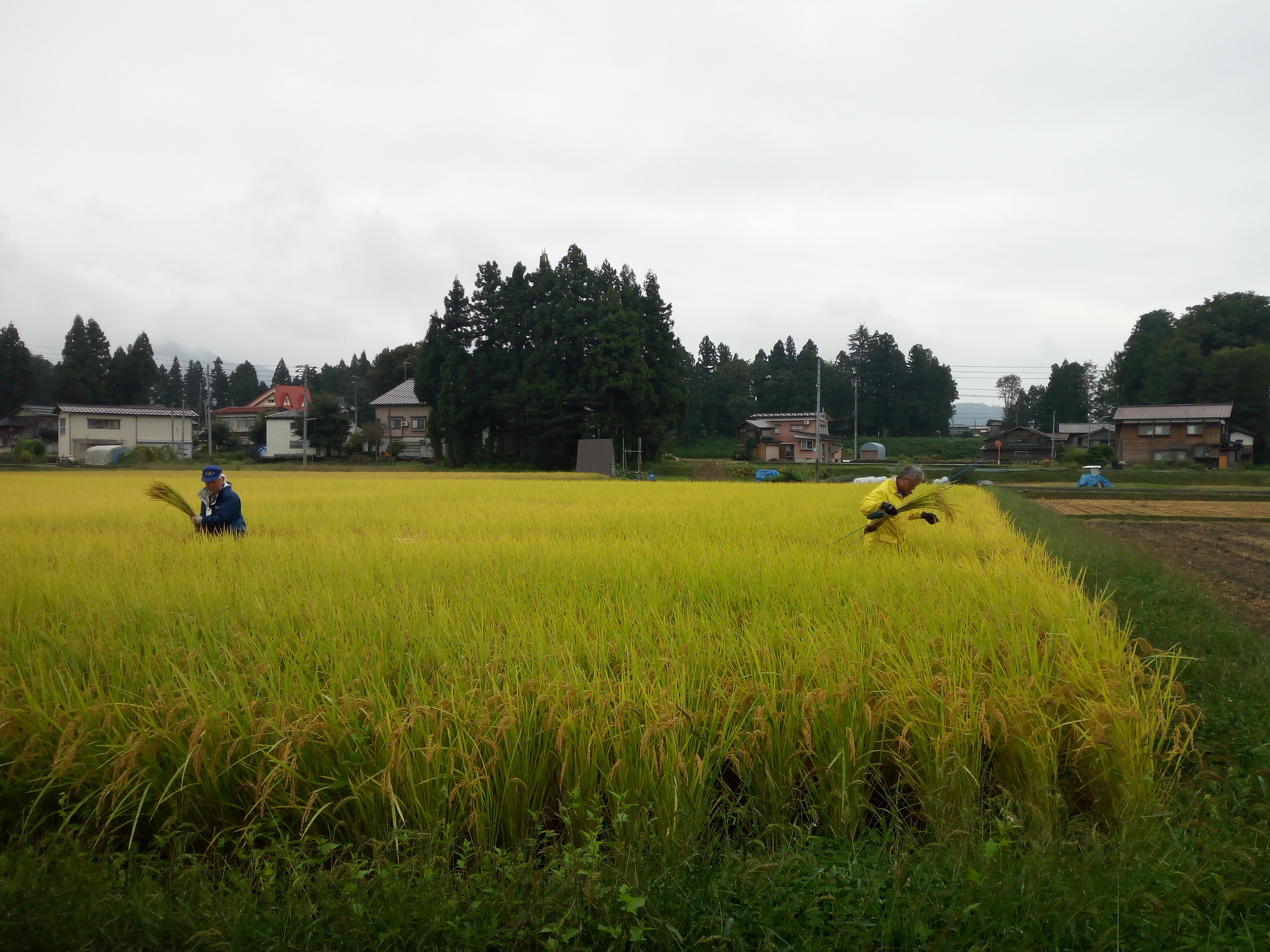 1公斤70元！日本大米在我国收智商税，还是物有所值？