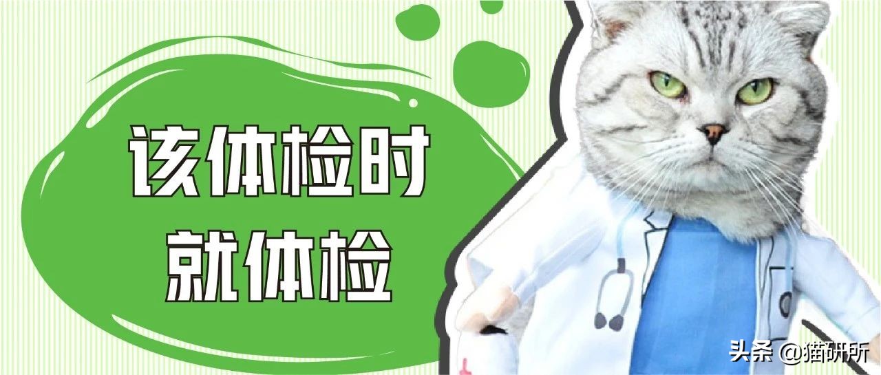 专业宠医答疑：新猫进家前必做的6项体检，万万不可少！