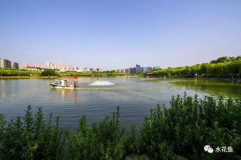 食藻虫怎么消灭,怎么培育食藻虫