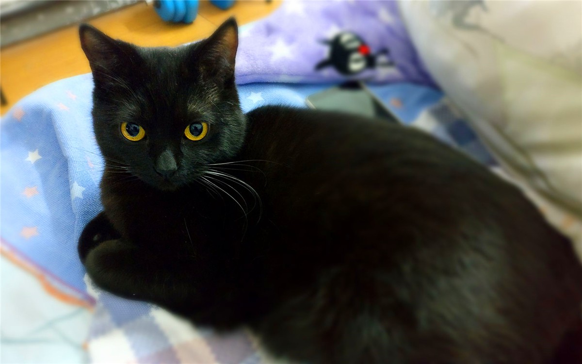 黑猫的性格与脾气怎么样,黑猫具有什么特点和性格