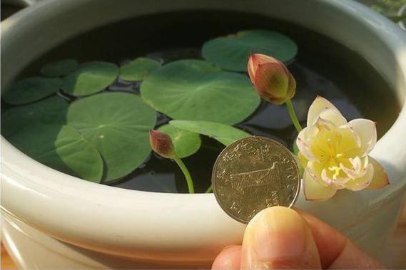 微型丰花碗莲有什么品种,微型碗莲合适种什么花