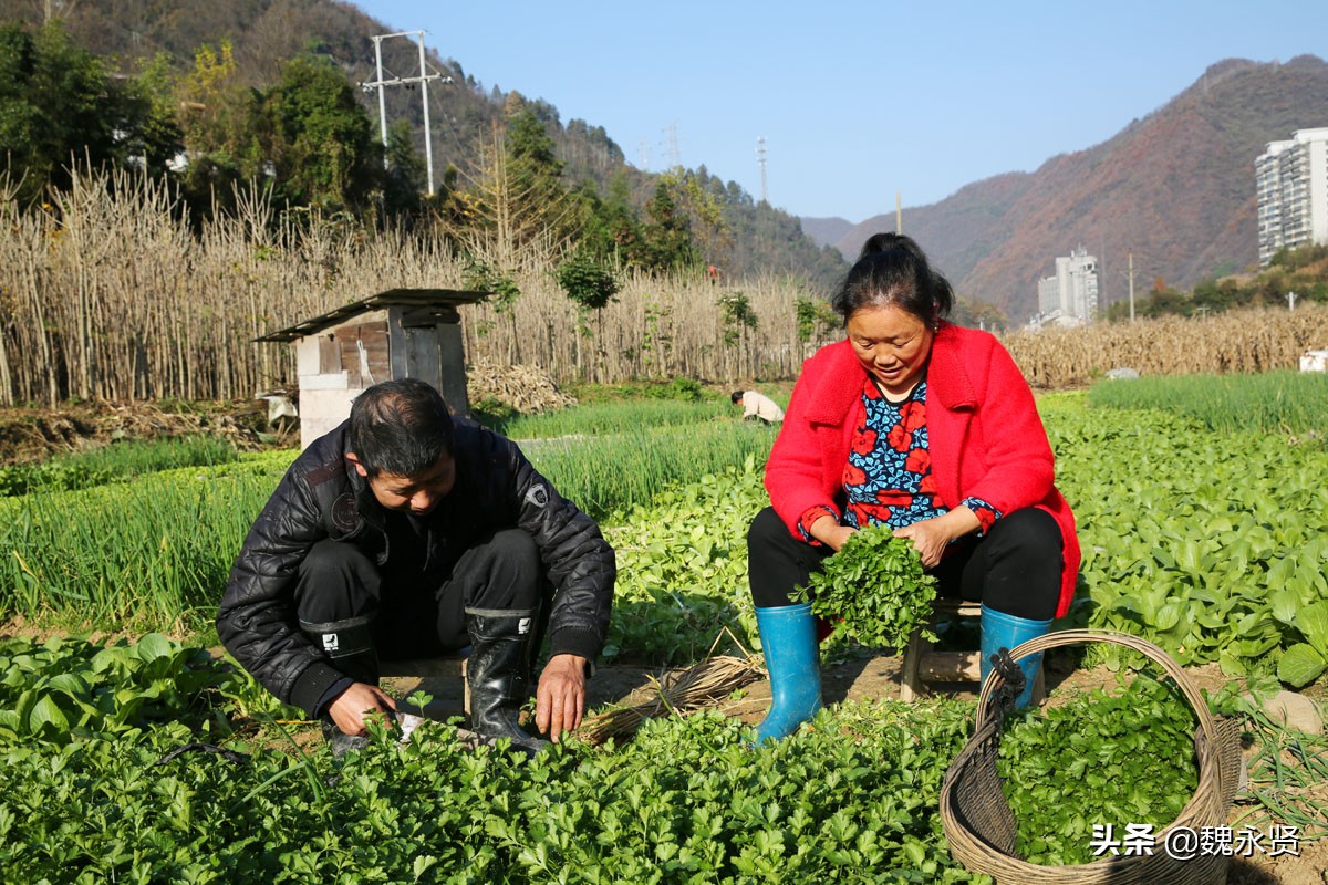 秦岭农家乐每天收入,秦岭农村菜地