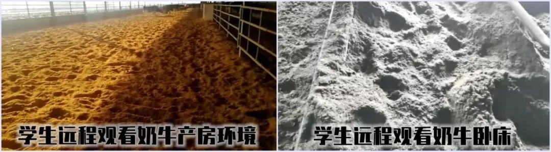 小奶牛出生全过程,牛宝宝是怎么出生的