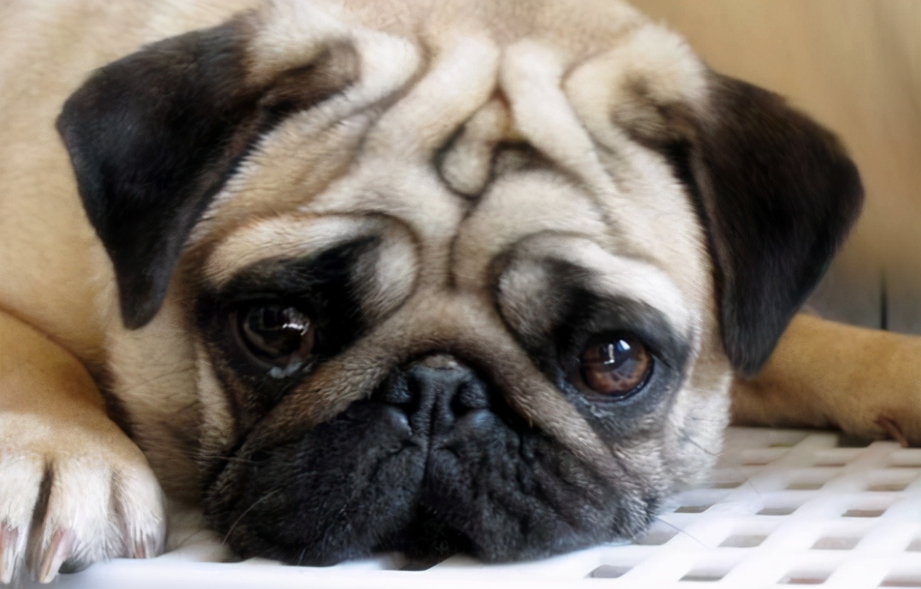 养狗“首选”这6种狗,五种好养又不贵的狗你养了吗