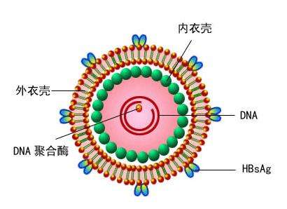 乙肝病毒是什么为什么这么顽固？