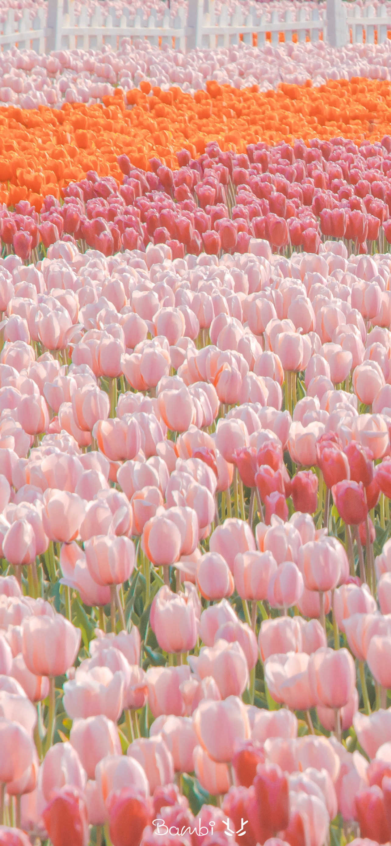 好看的壁纸少女心小熊,粉色小花白色小熊壁纸