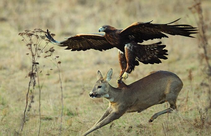 老鹰最大能飞多少米,老鹰最大能够抓多重的