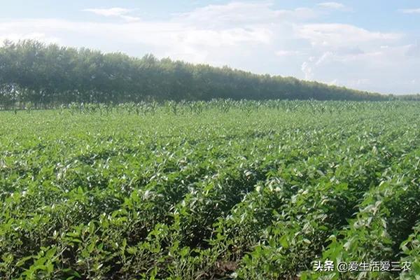 农村办厂致富项目室内装修,农村小项目致富项目